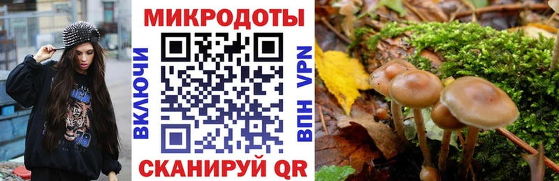 Купить где  Гатчина  Псилоцибиновые грибы мицелий 